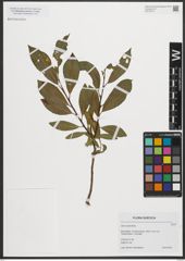 Foto von Salix phylicifolia L.